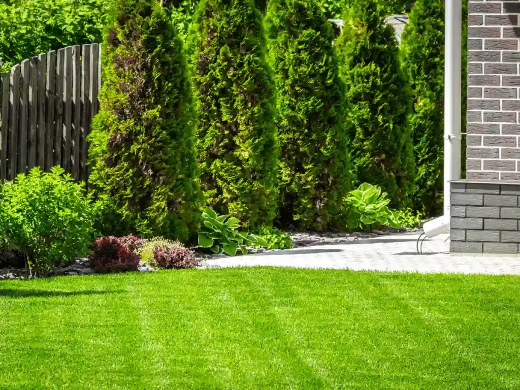 A well-maintained residential yard with lush green grass and trimmed shrubs.