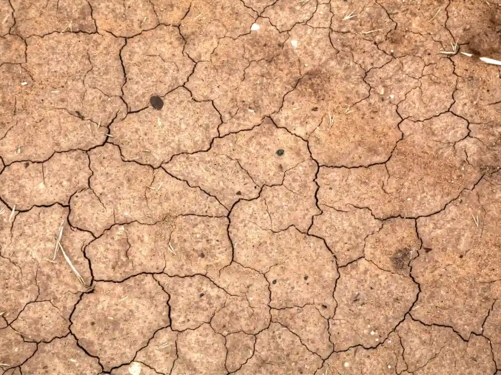 A close-up shot of expansive clay soil.